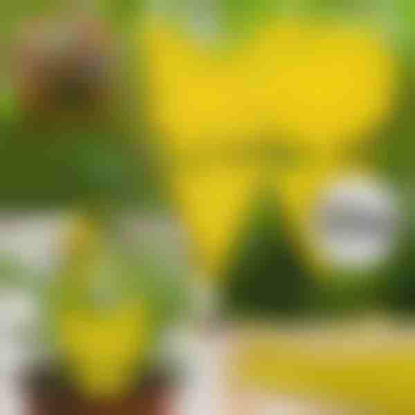 Αυτοκόλλητες παγίδες μυγών (10 τεμ.) | BUGILURE