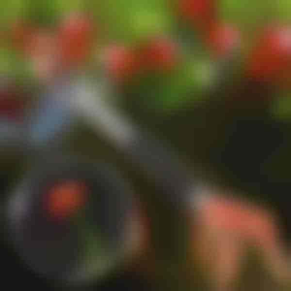 Ψαλίδι κλαδέματος δέντρων | TREESNIP