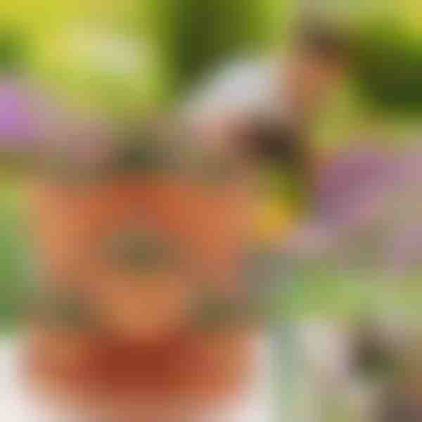 Γλάστρες με ρυθμιζόμενο ύψος (3x τεμάχια) | PLANTUP