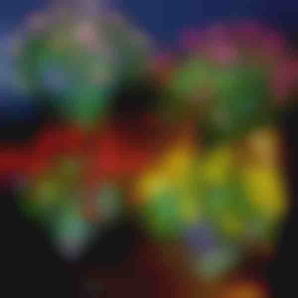 Ηλιακά φώτα λουλουδιών | ROSILUME