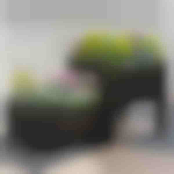 Κουτί φυτέματος κήπου | BOTANITKO