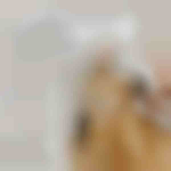 Επαναφορτιζόμενη βούρτσα ατμού ψεκασμού για κατοικίδια για μάδημα | GROOMSY