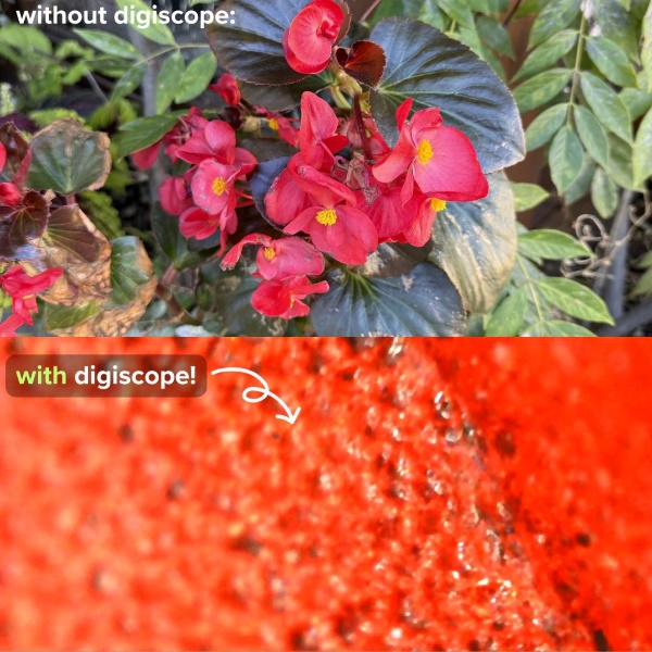 ZOOMORA13693__260625